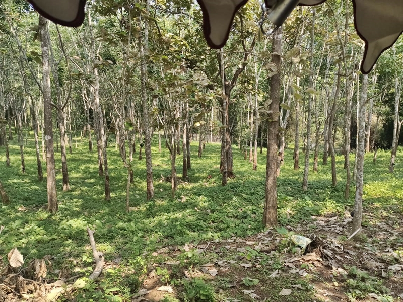 PALOMA HOLIDAY RESORTS JUNGLE SAFARI TENTS